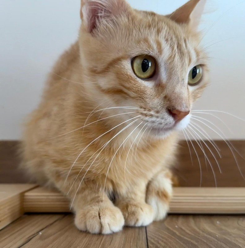 Amber