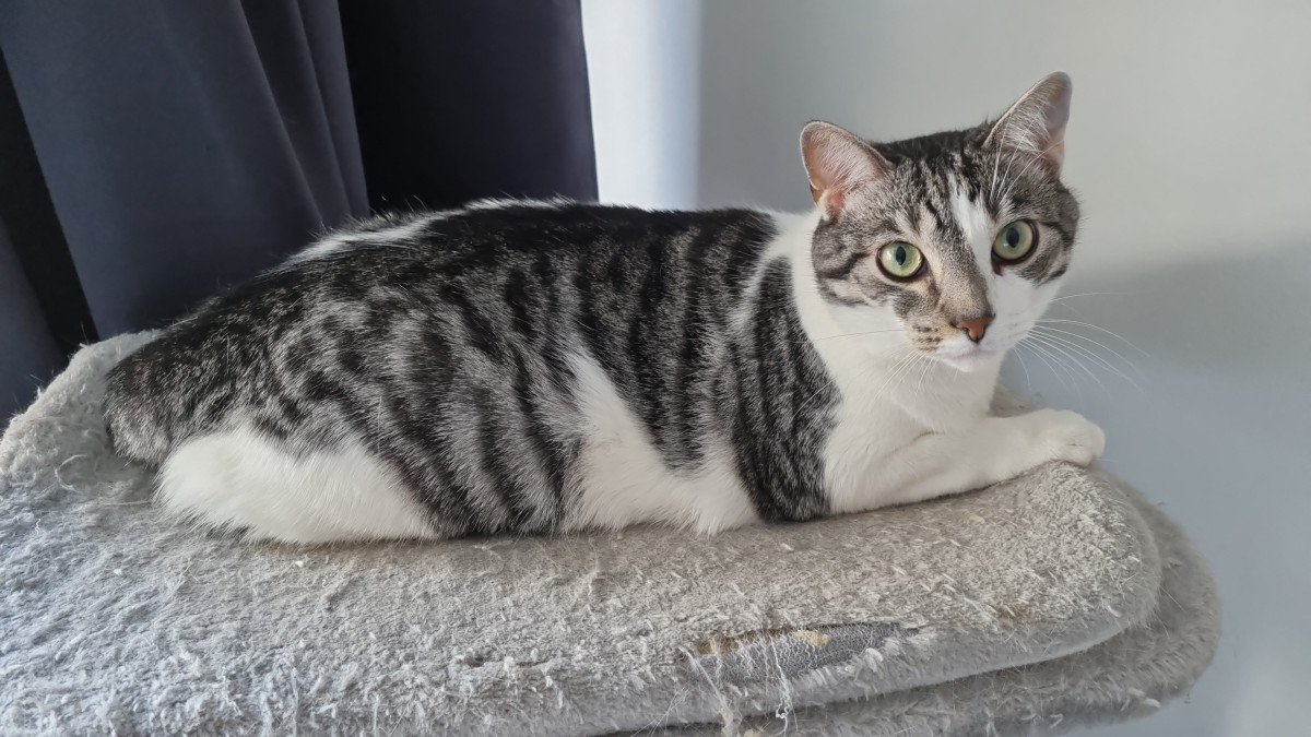 Vinnie