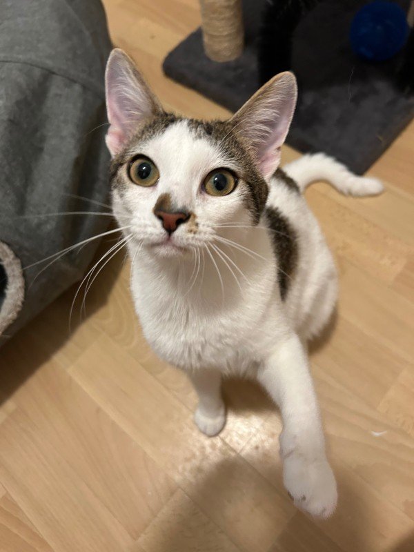 Zora