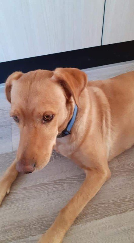 Buddy
