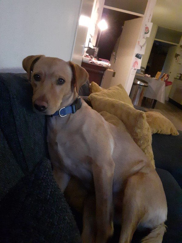 Buddy