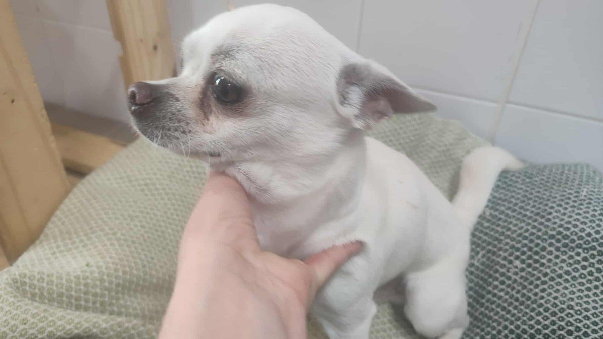 Pablo