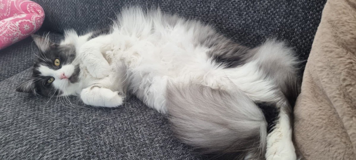 Oesie