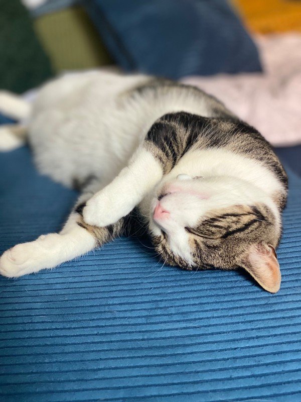 Loki