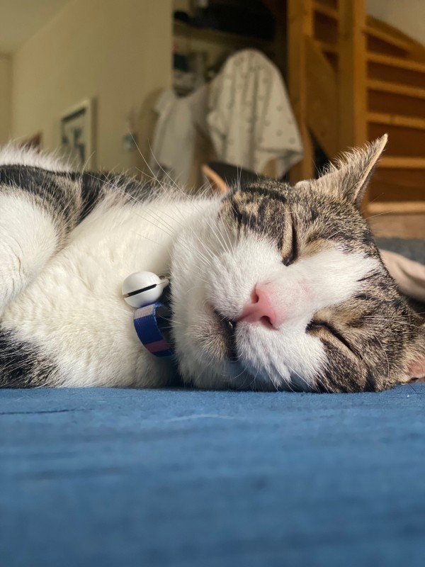 Loki