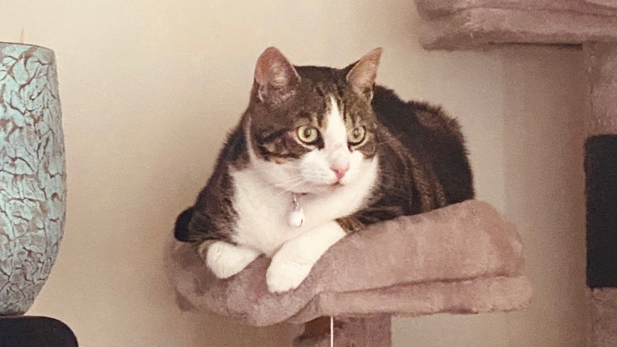 Loki