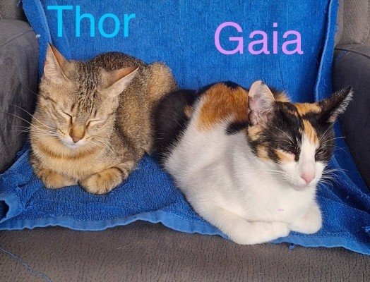 Gaia