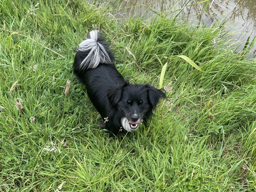 Kaia