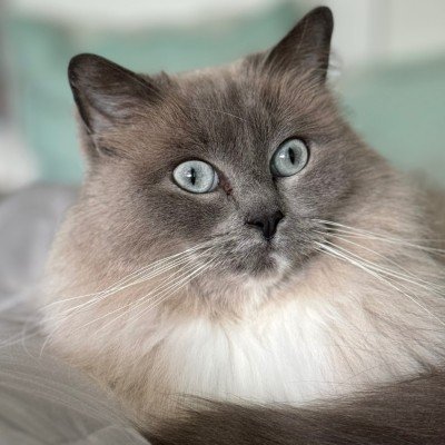 Pasha