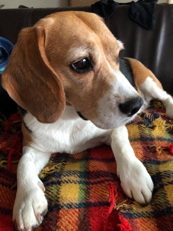 Pepper