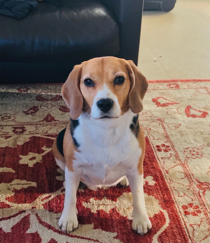 Pepper