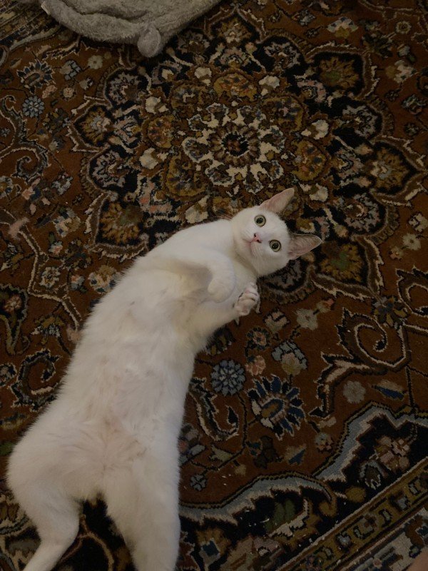 Sam