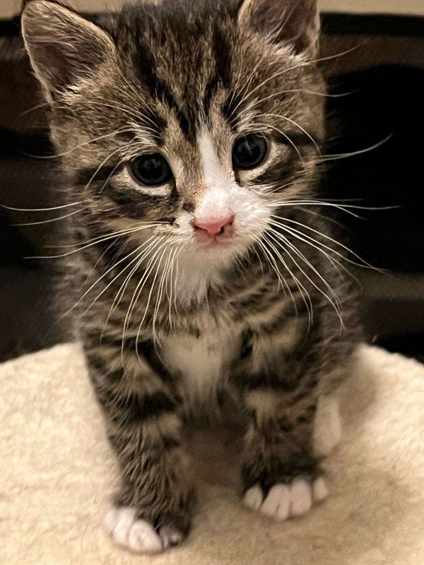 Paco