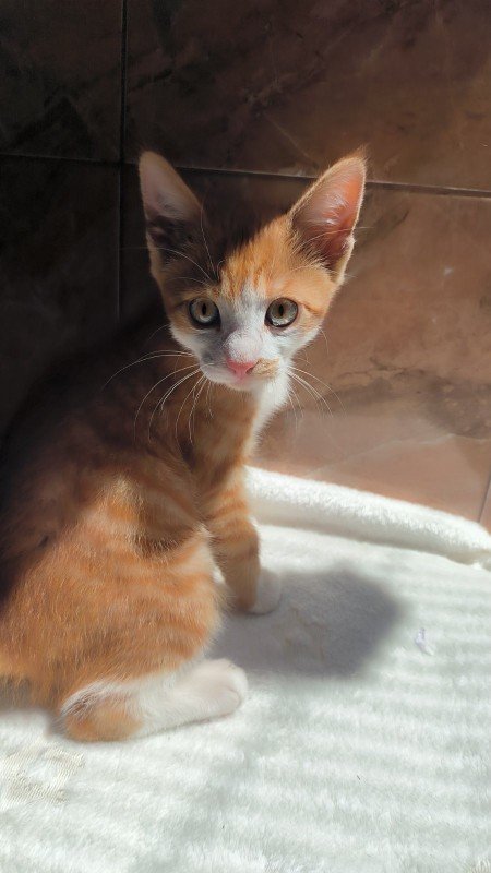 Marmalade