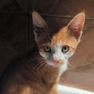 Marmalade