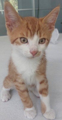 Marmalade