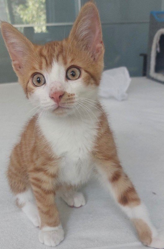 Marmalade
