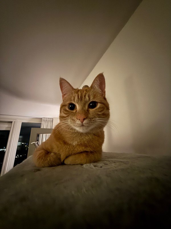 Mango