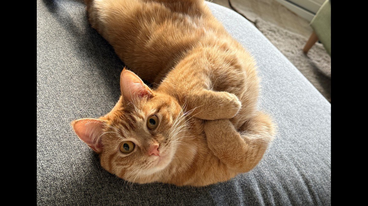 Mango