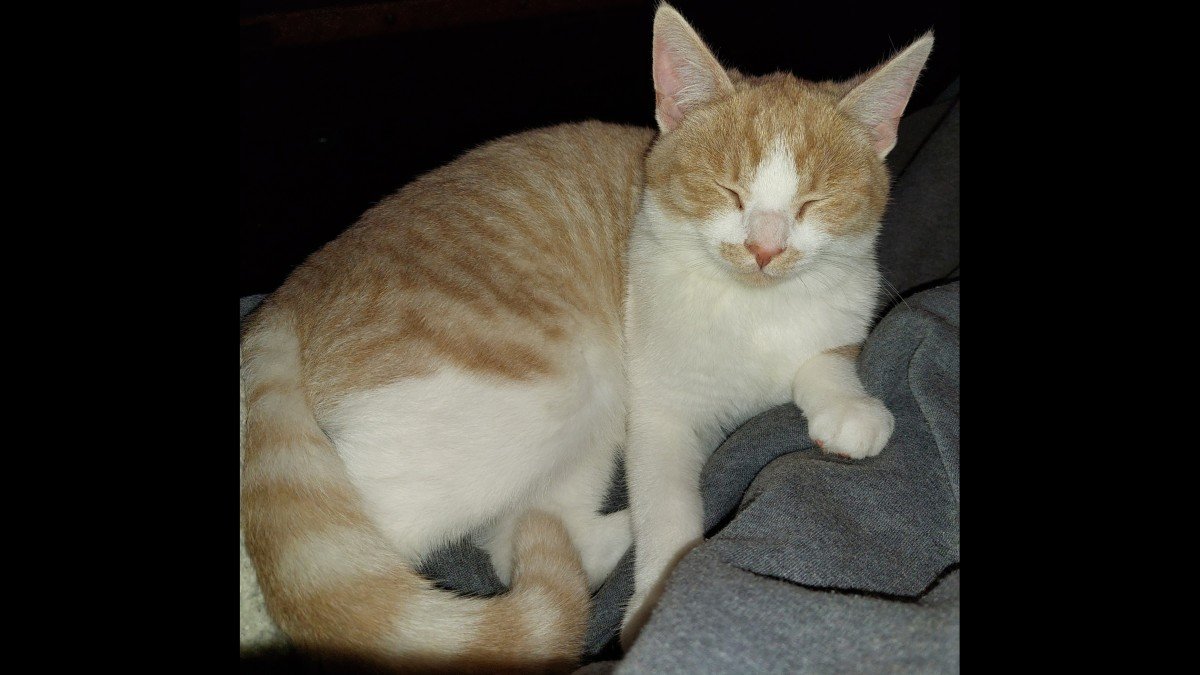 Jenu