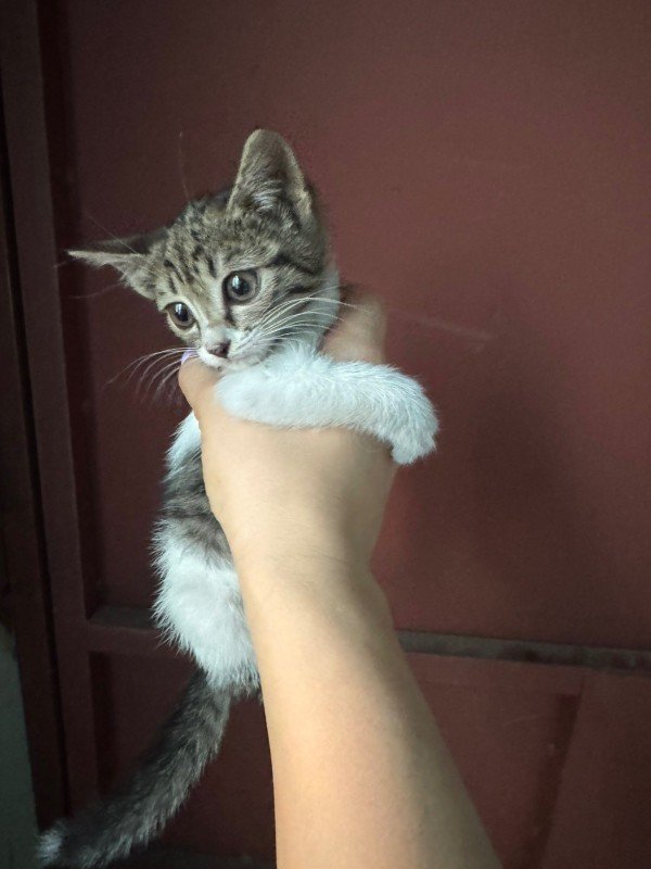 Stella