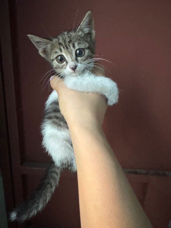 Stella