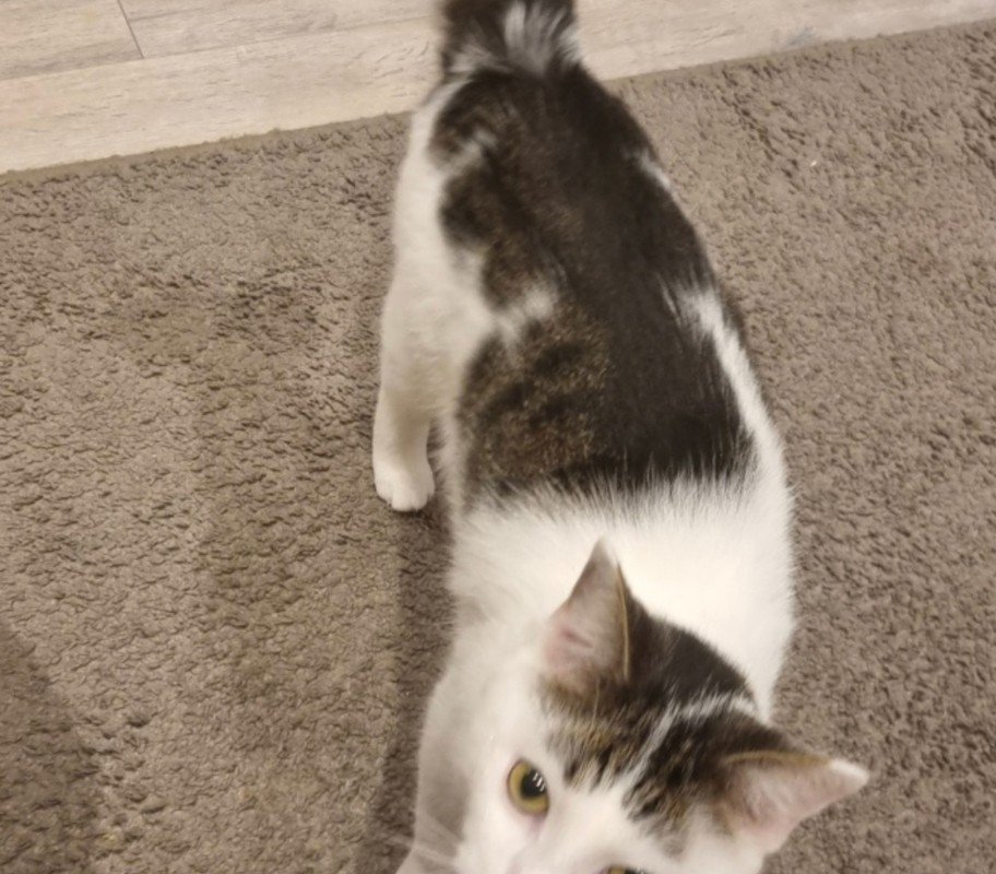 Chico