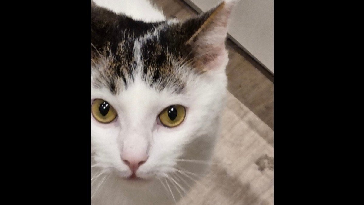 Chico