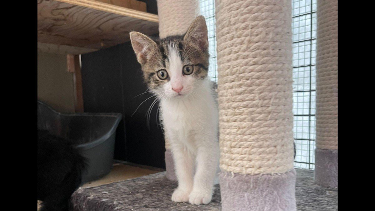 Luca