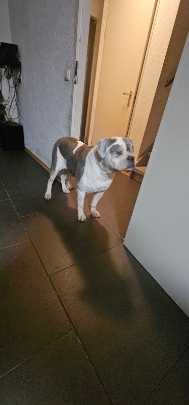 Tyson