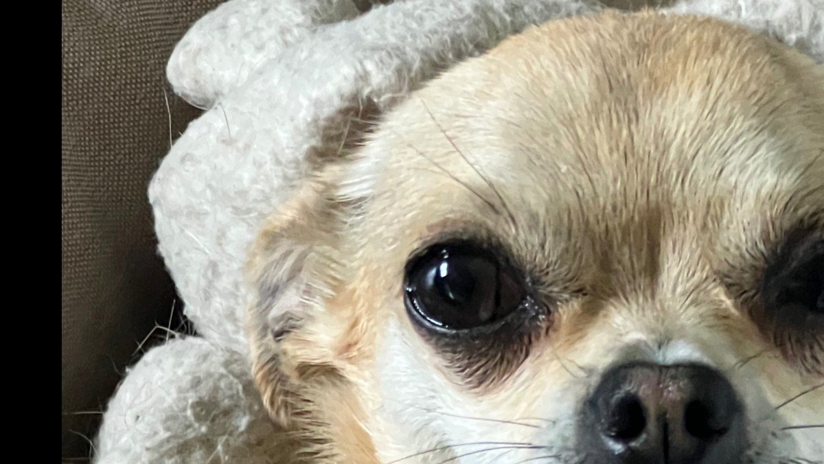 Chico