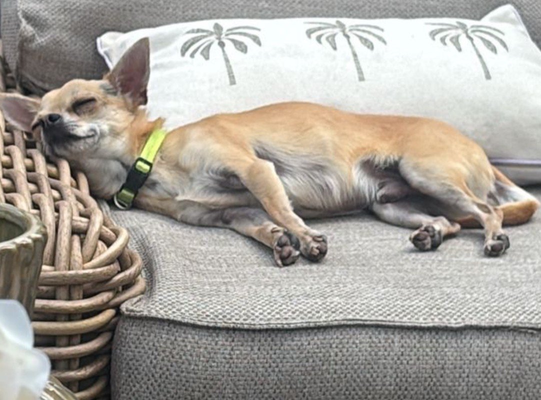 Chico