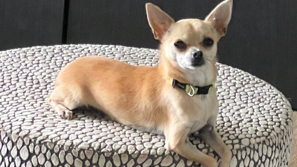 Chico