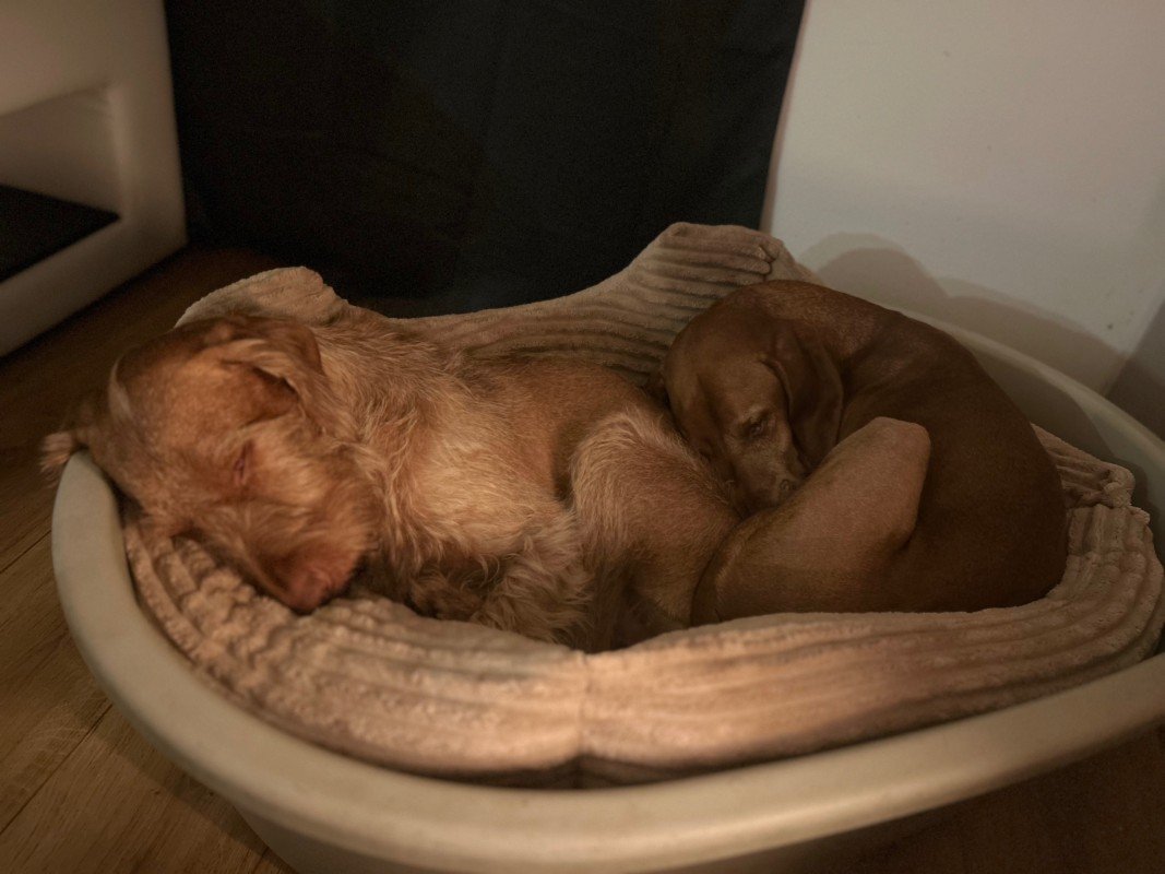 Frenkie & Bohgi