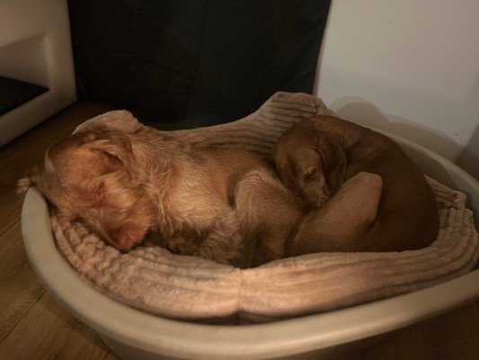 Frenkie & Bohgi