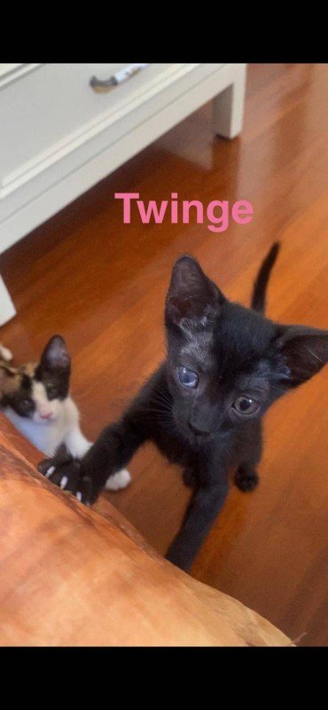 Twinge