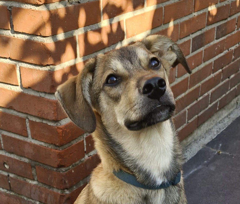 Paco