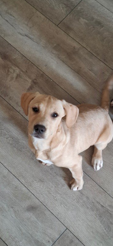 Penelope