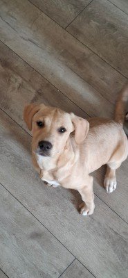 Penelope
