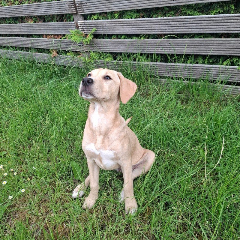 Penelope