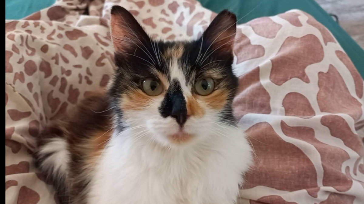 Rosalia