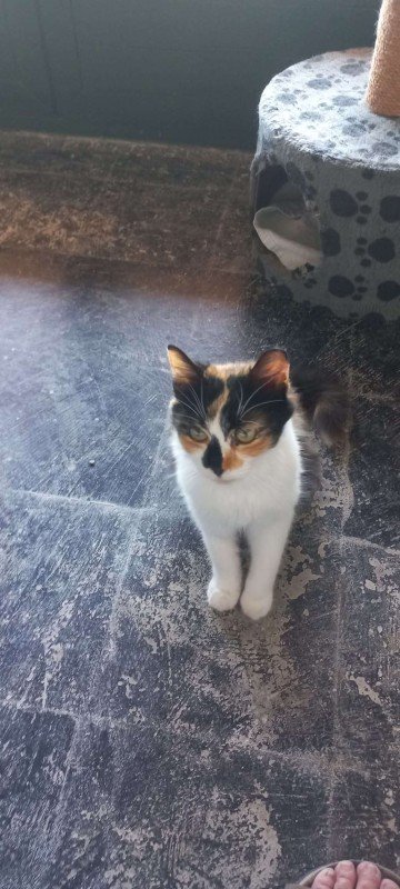 Rosalia