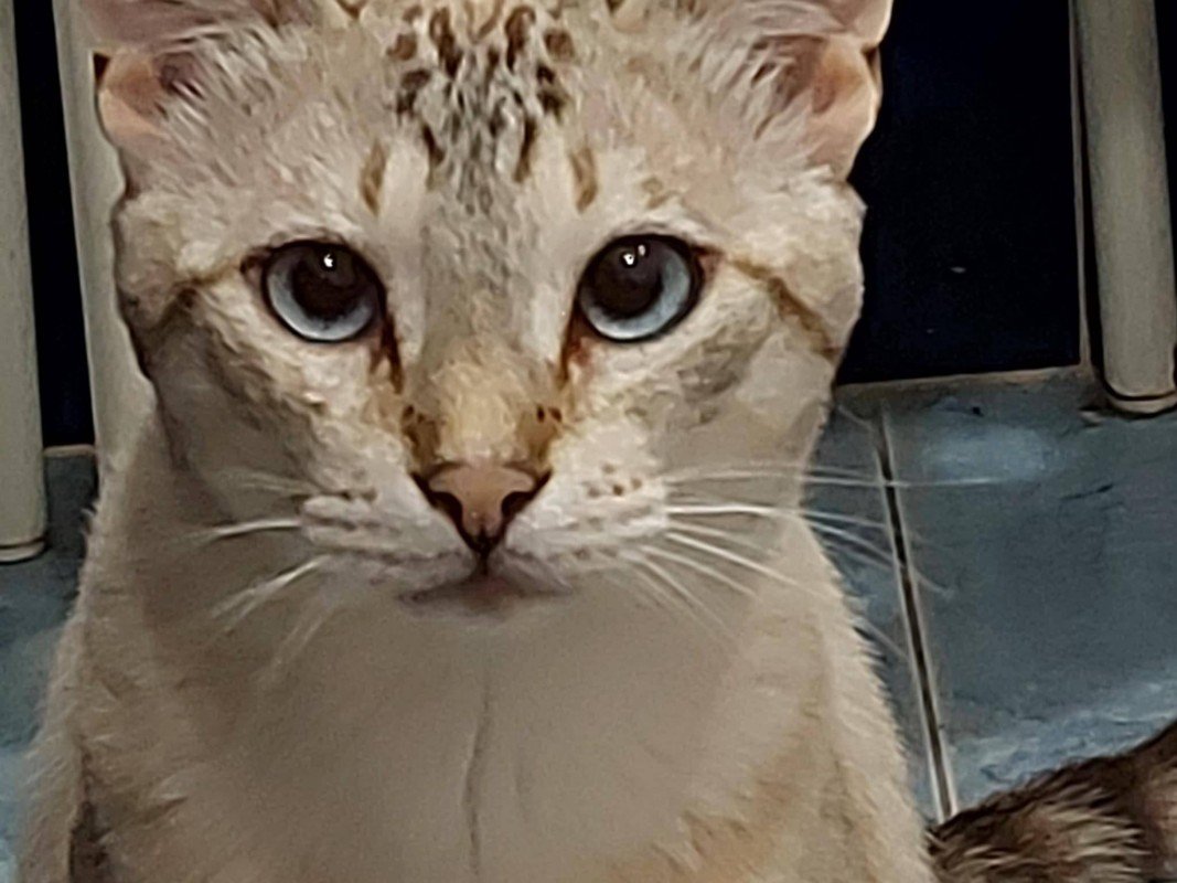 Enrique