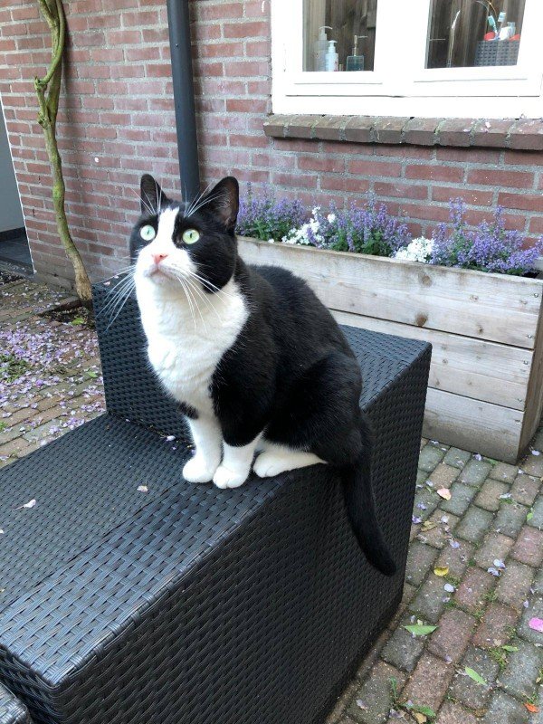 *SPOED* Diva