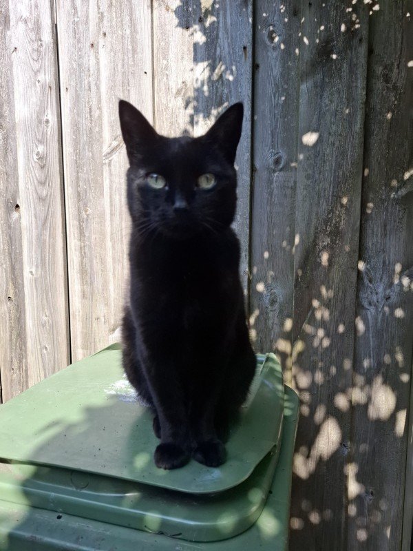 *SPOED* Poes