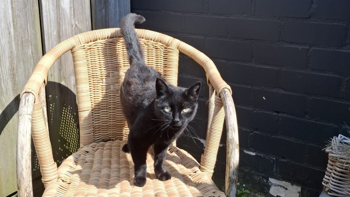 *SPOED* Poes