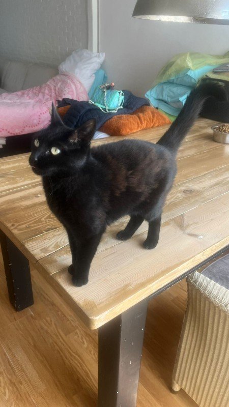 *SPOED* Poes