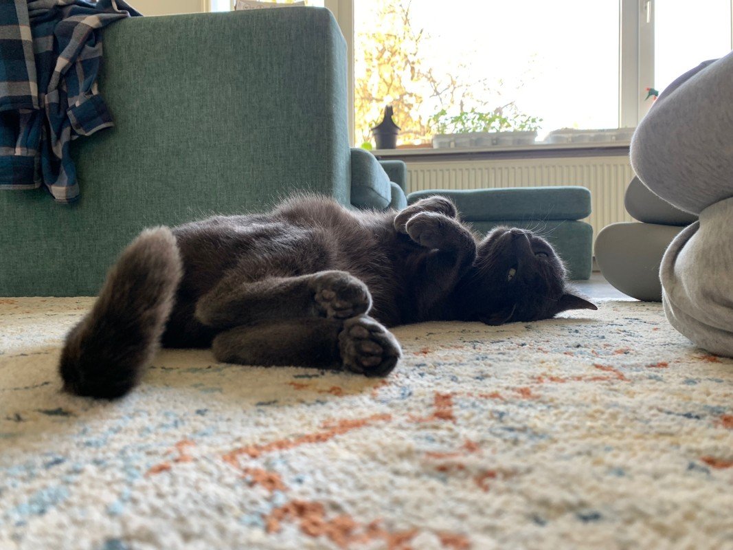 Igor