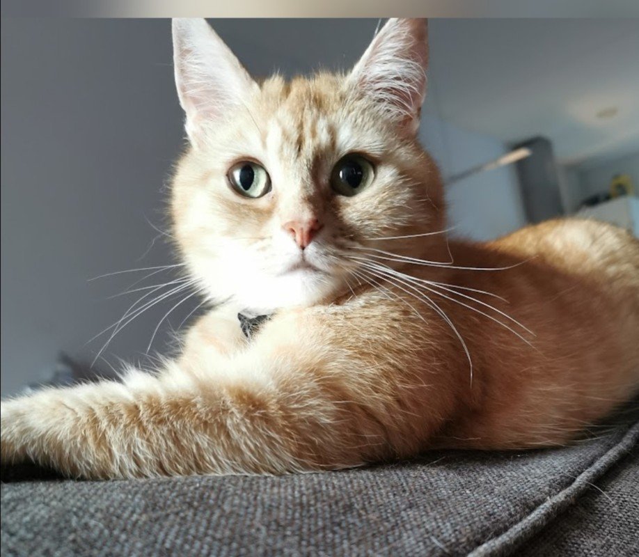 Poes
