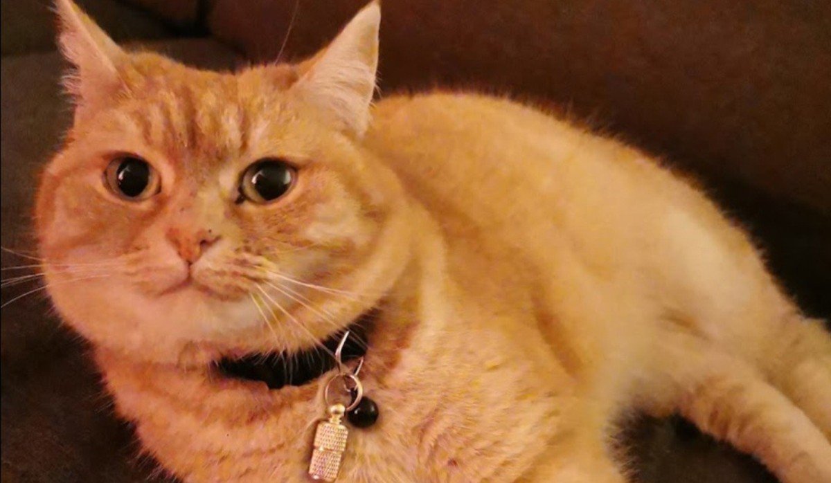 Poes